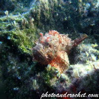 Scorpionfish